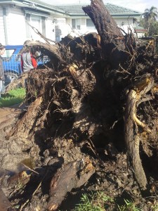 Jessica's house after storm (5)