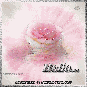 pink rose hello