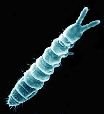 artic springtail.jpg 1