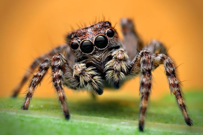 jumping spider