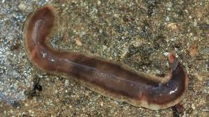 flatworm