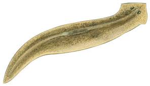 flatworm1