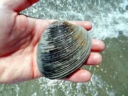 ocean quahog1
