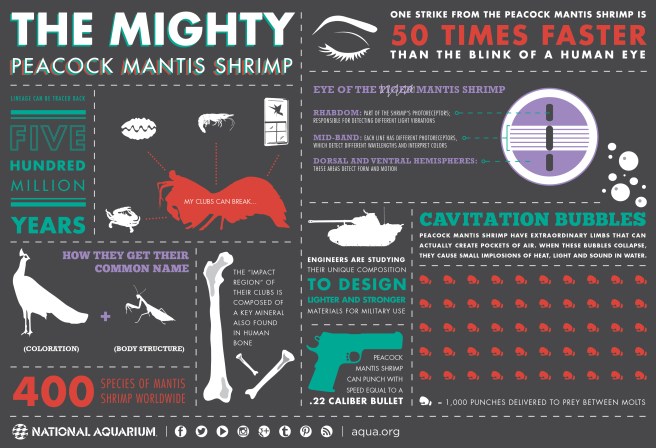 mantisshrimp_infographic_