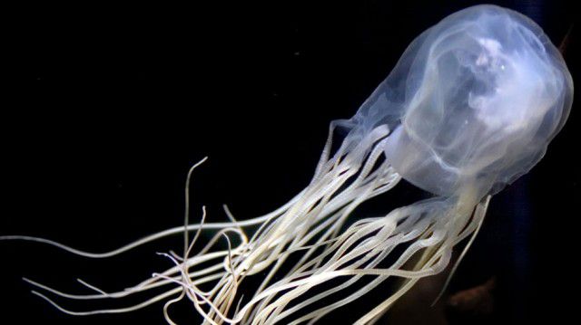 box jellyfish