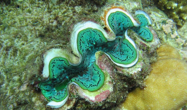 giant-clam