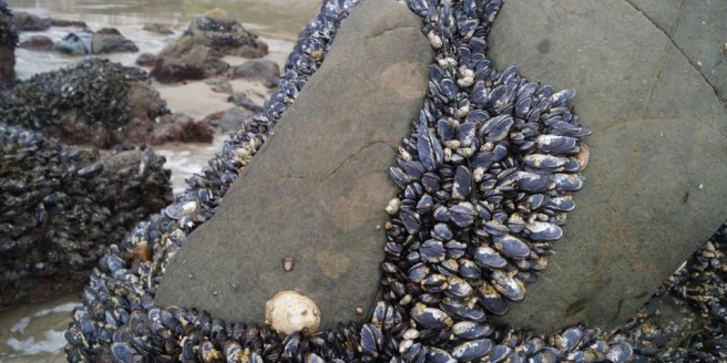 Limpets rock
