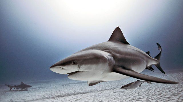 Bulll shark