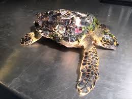 barnacles turtle